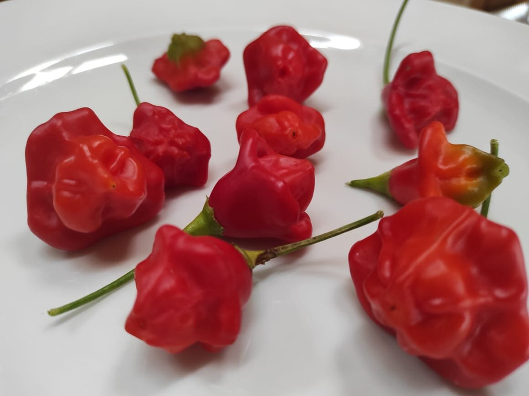 Las Delicias De Olmue