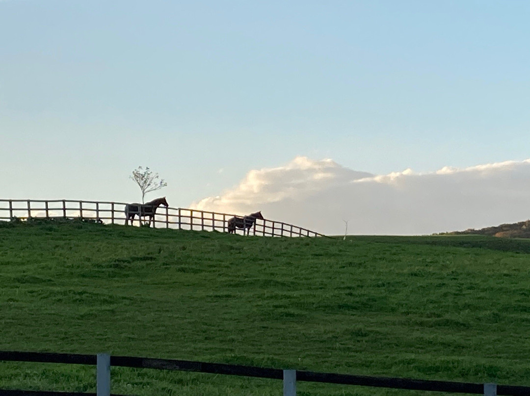 Racing Horse Grazing Farm-浦河町必去景点