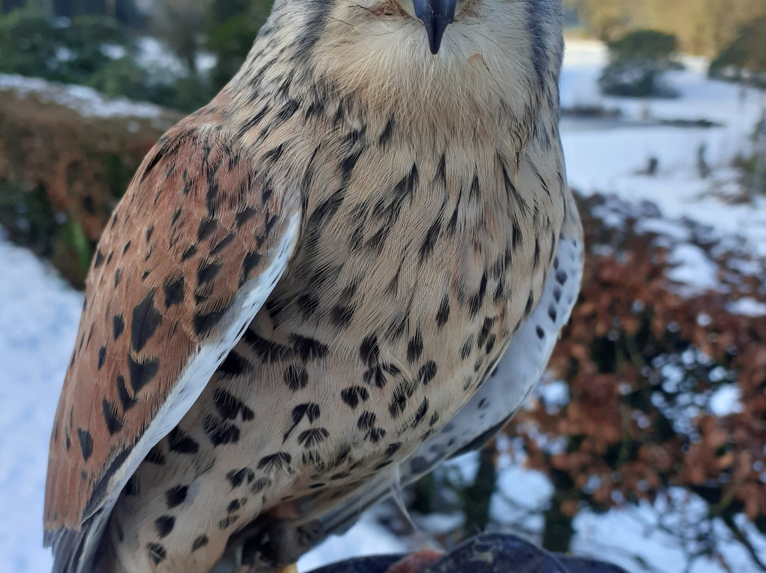 Kintail Birds of Prey Argyll景点图片