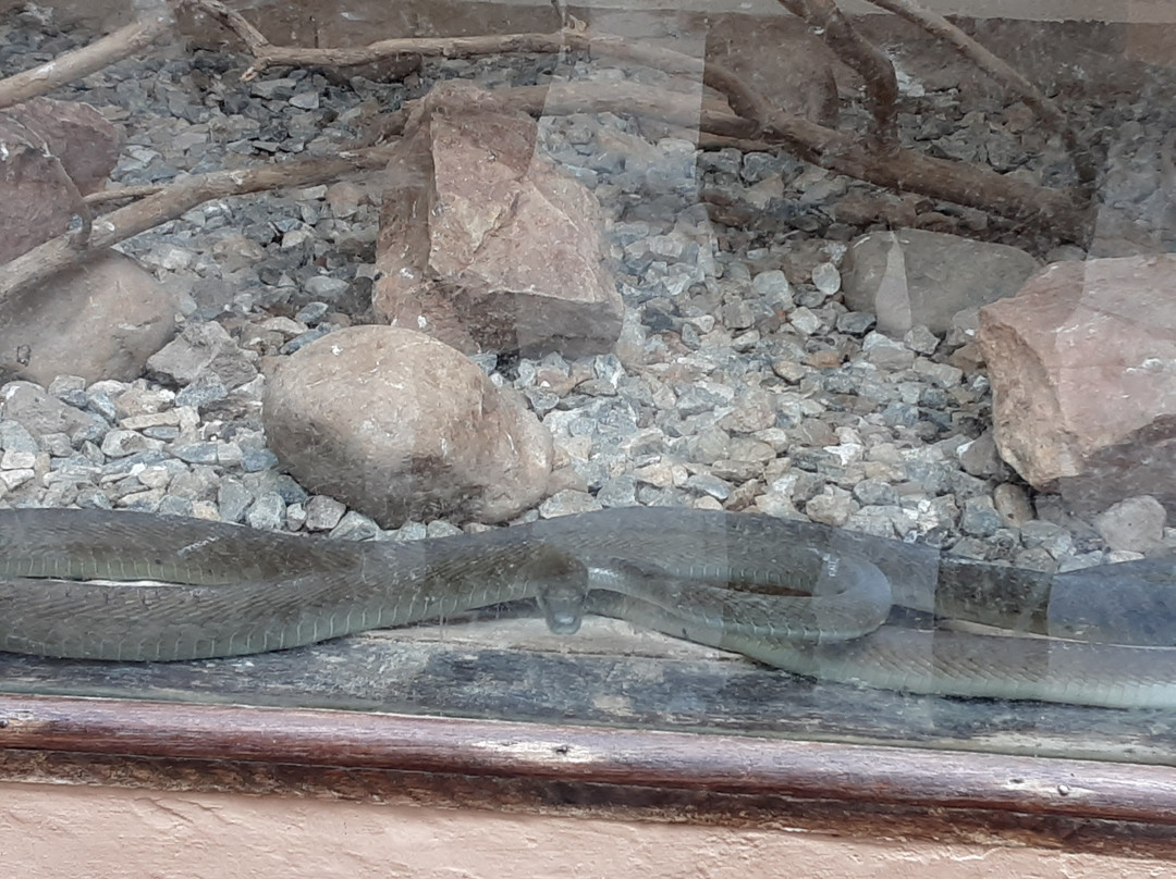 Kalimba Reptile Park-卢萨卡必去景点