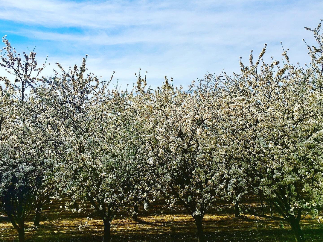 Blossom Trail-弗雷斯诺必去景点