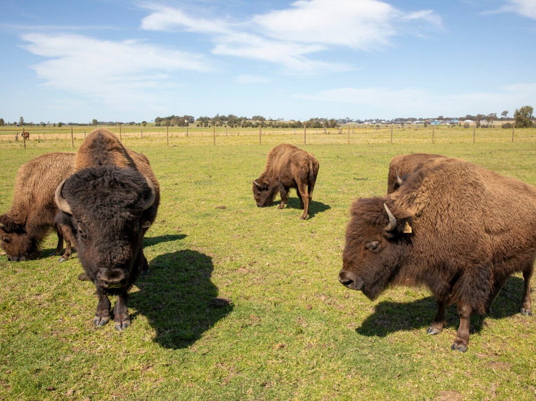 Hunter Valley Bison景点图片