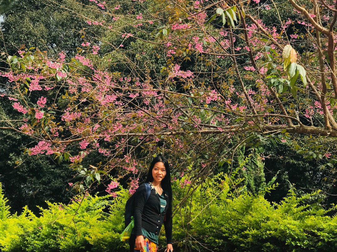 Sivananda Yoga Resort And Training Center-大勒必去景点