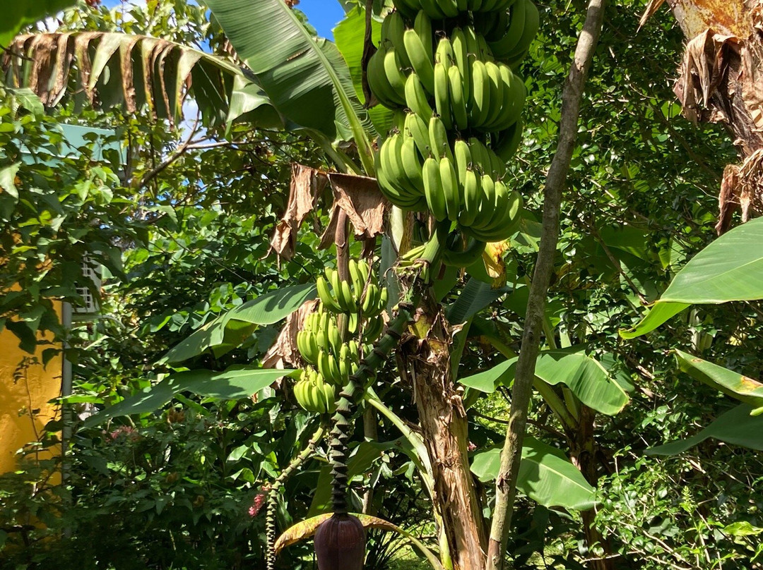 La Vanilleraie de Fety-Pointe-Noire必去景点
