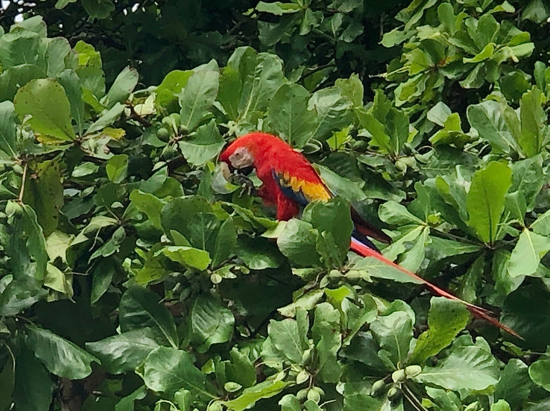 Drake Bay Wilderness Resort主图