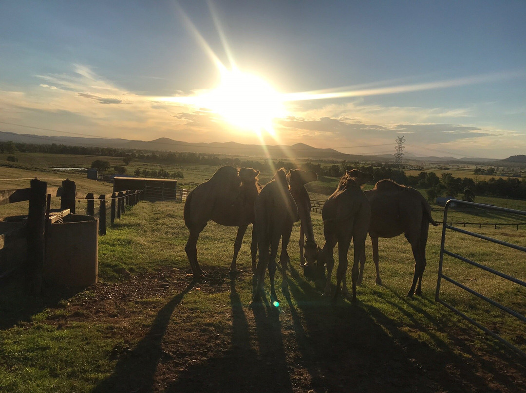 Camel Milk NSW-Muswellbrook必去景点