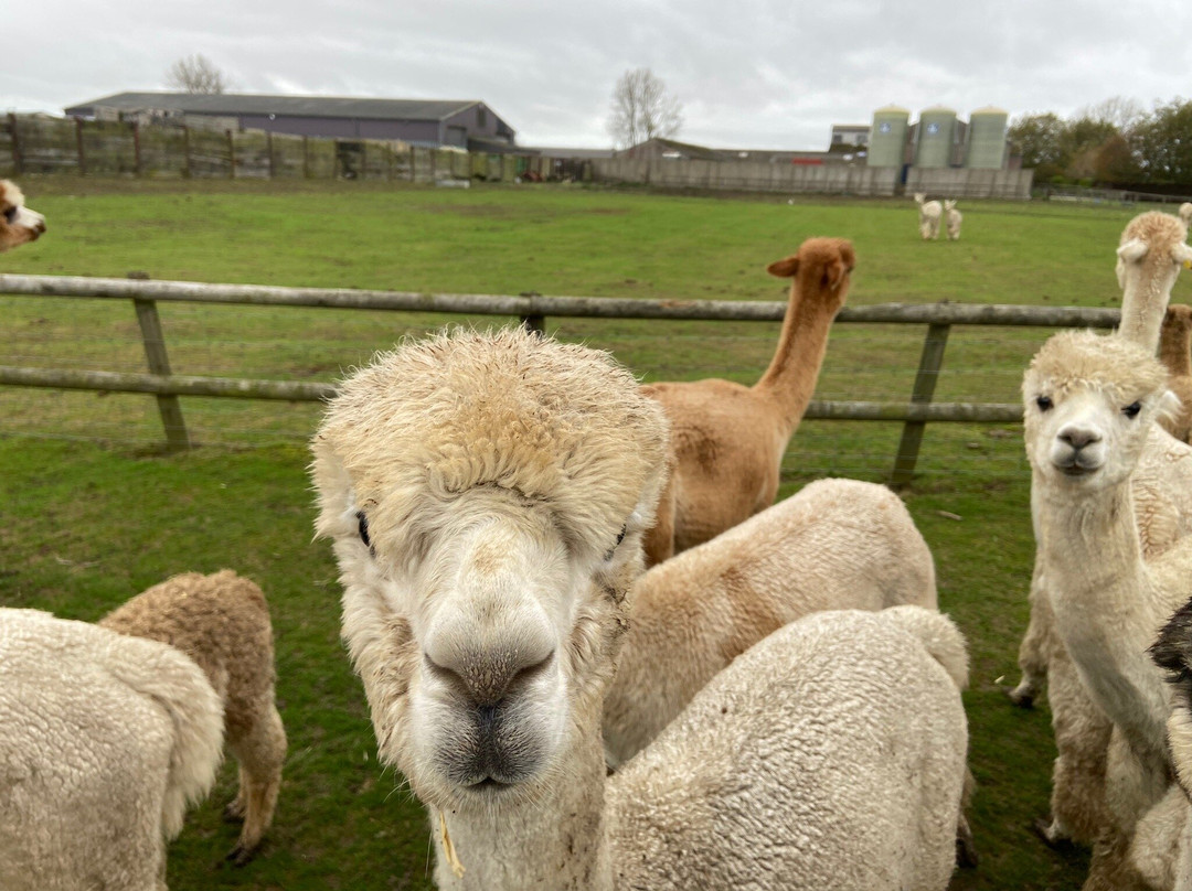Alpaca Annie景点图片