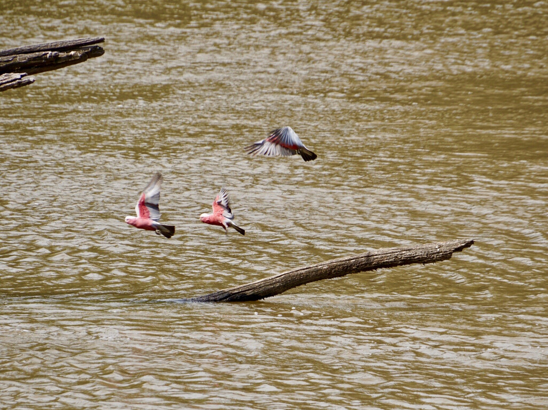 Murrumbidgee Valley National Park景点图片