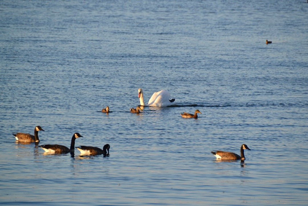 Collingwood Arboretum-科林伍德必去景点