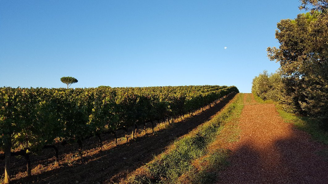 Tenuta Poggio Rosso景点图片