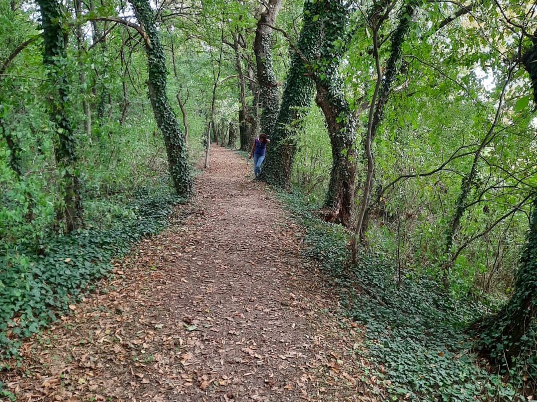 Special Nature Reserve Obedska Bara景点图片