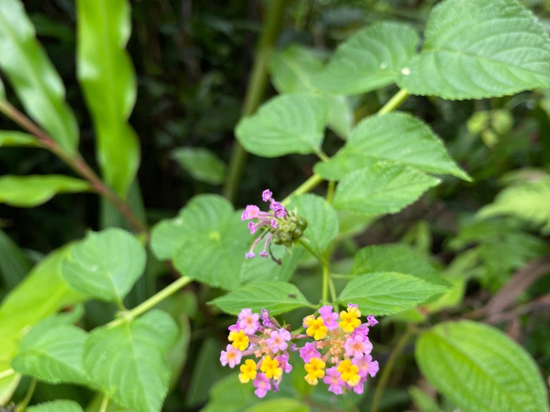 Poring Hot Spring and Nature Reserve-Poring必去景点