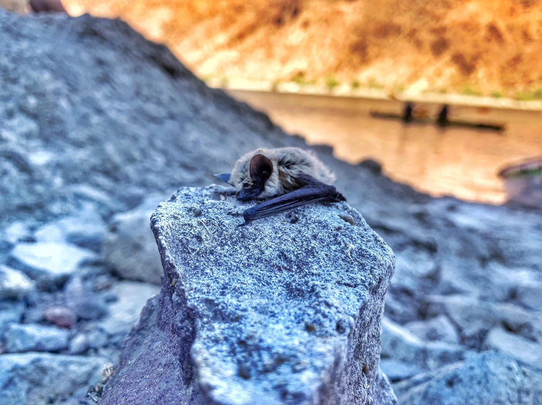 Vegas Glass Kayaks-博尔德城必去景点