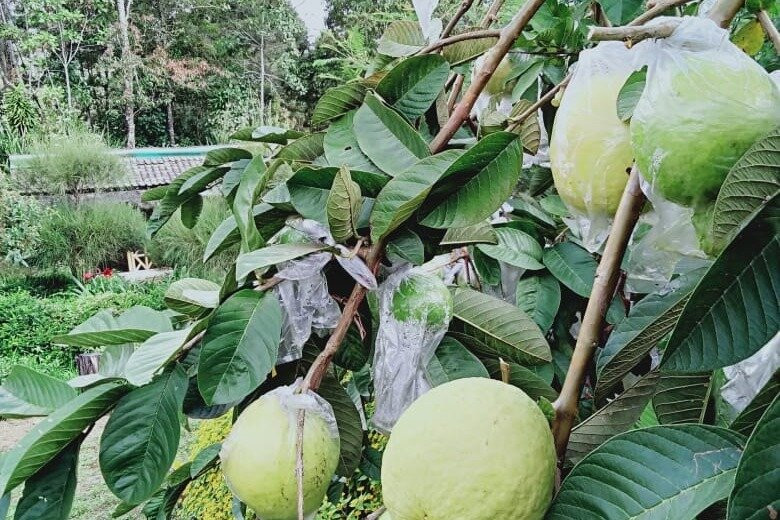 Agrowisata Kopeng Gunungsari-Kopeng必去景点