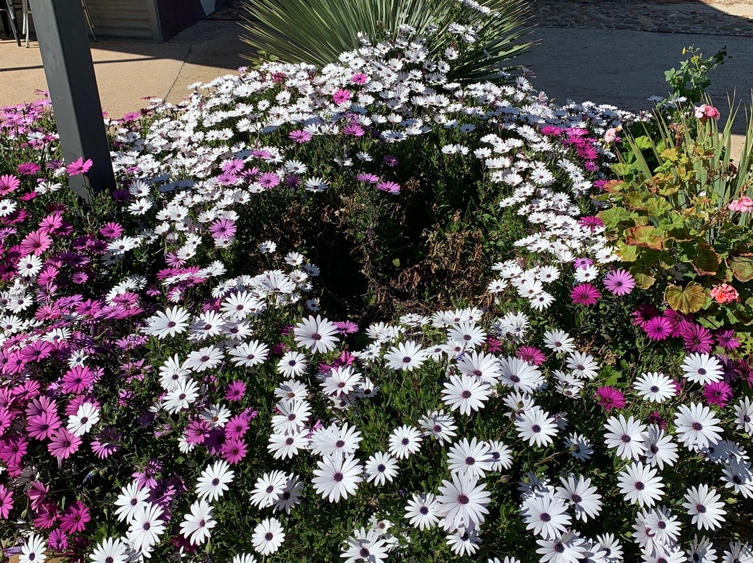 Balranald Discovery Centre-Balranald必去景点