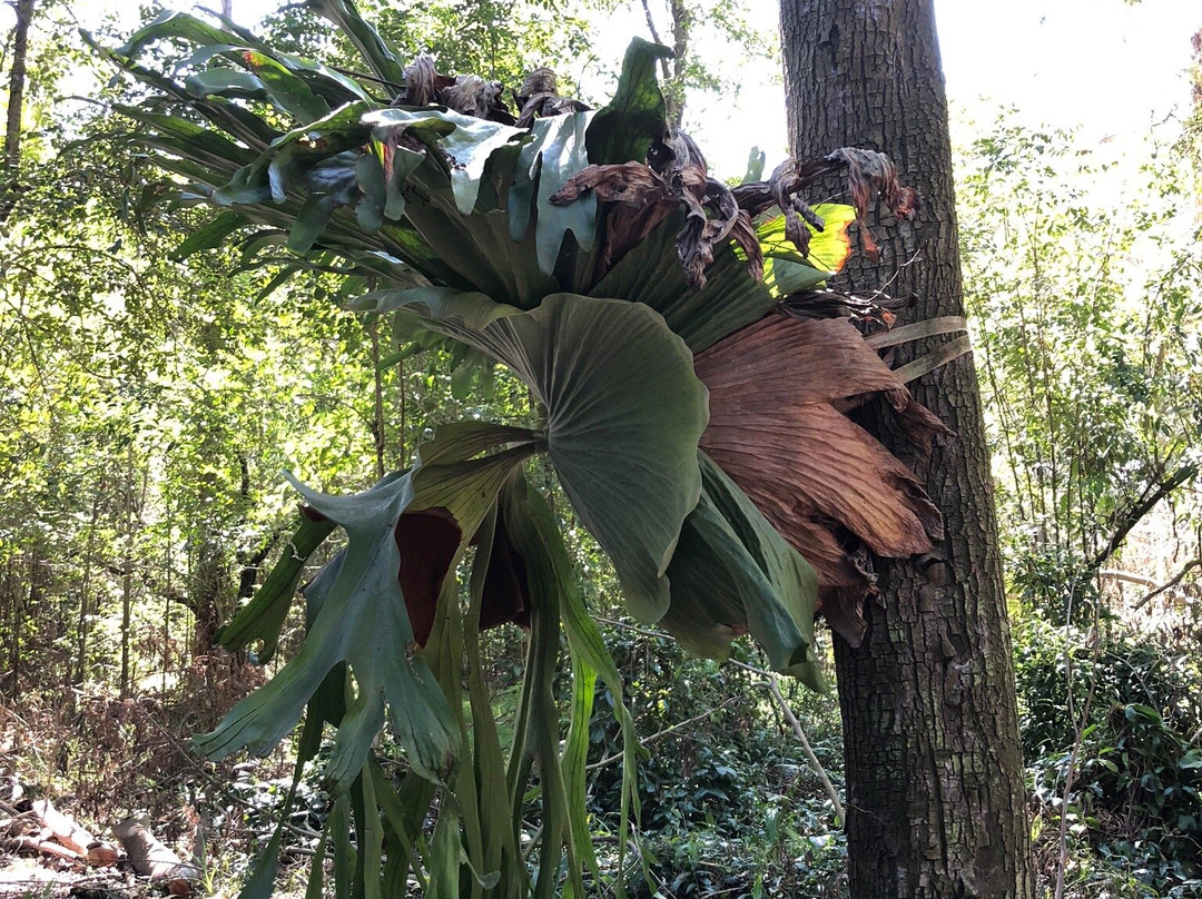 Hunter Region Botanic Gardens景点图片