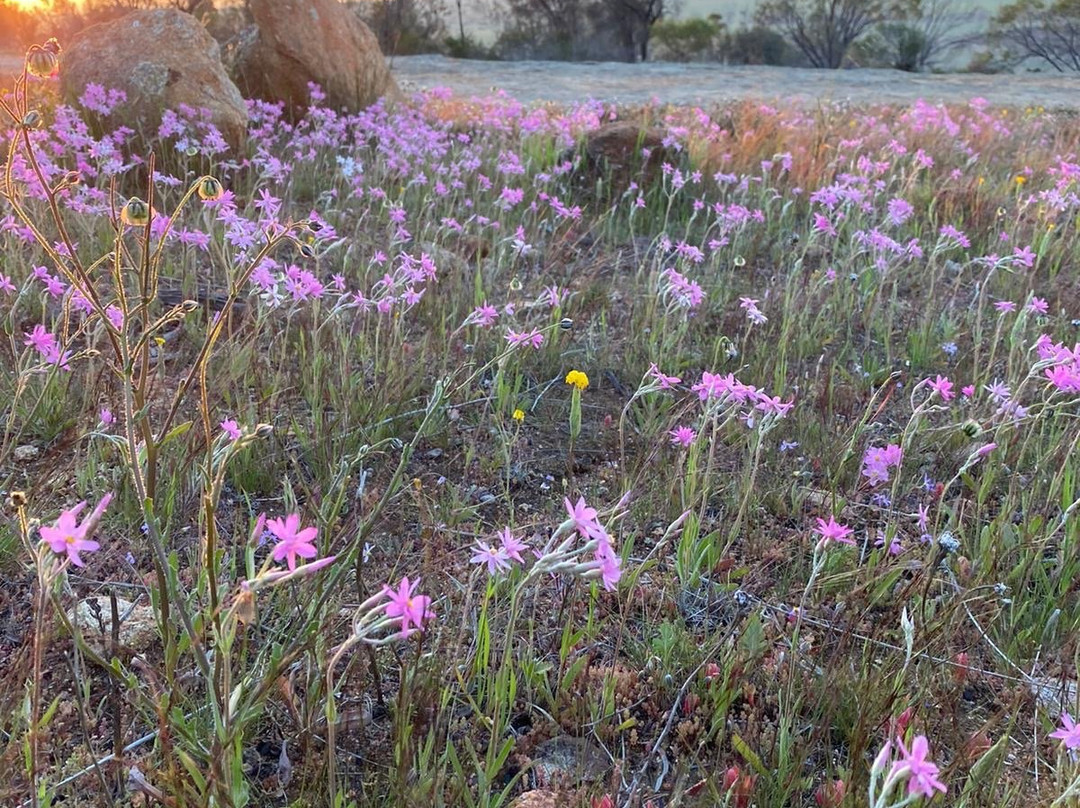 Kellerberrin Hill Lookout-Kellerberrin必去景点