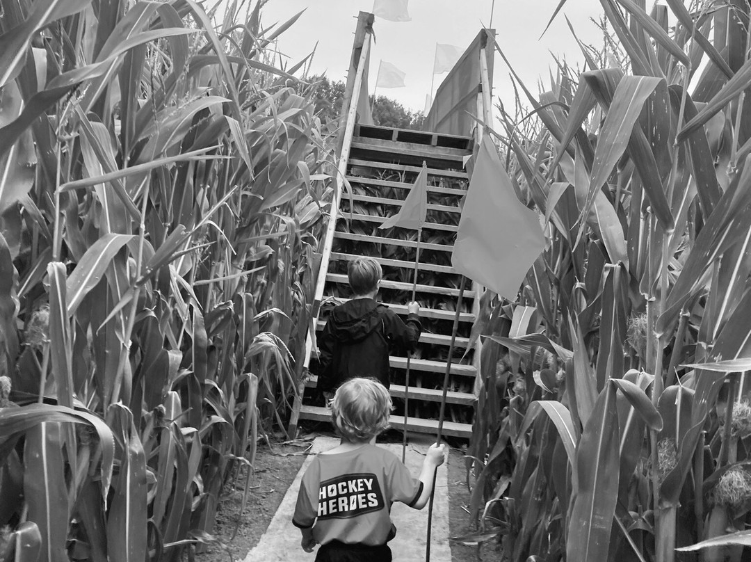 Maize Maze at Cawthorne景点图片