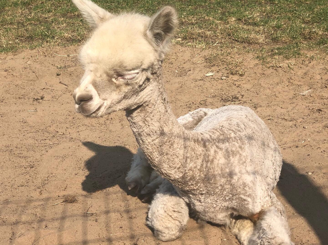 Alpacafarm Vorstenbosch景点图片