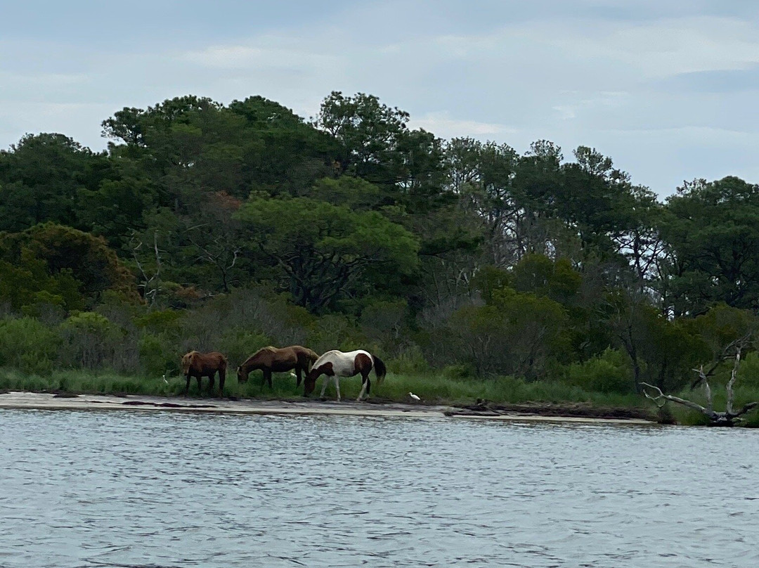 Assateague Outfitters-Assateague Island必去景点