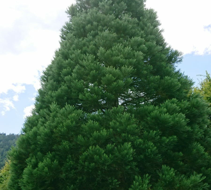 Arboreto del Tesino景点图片