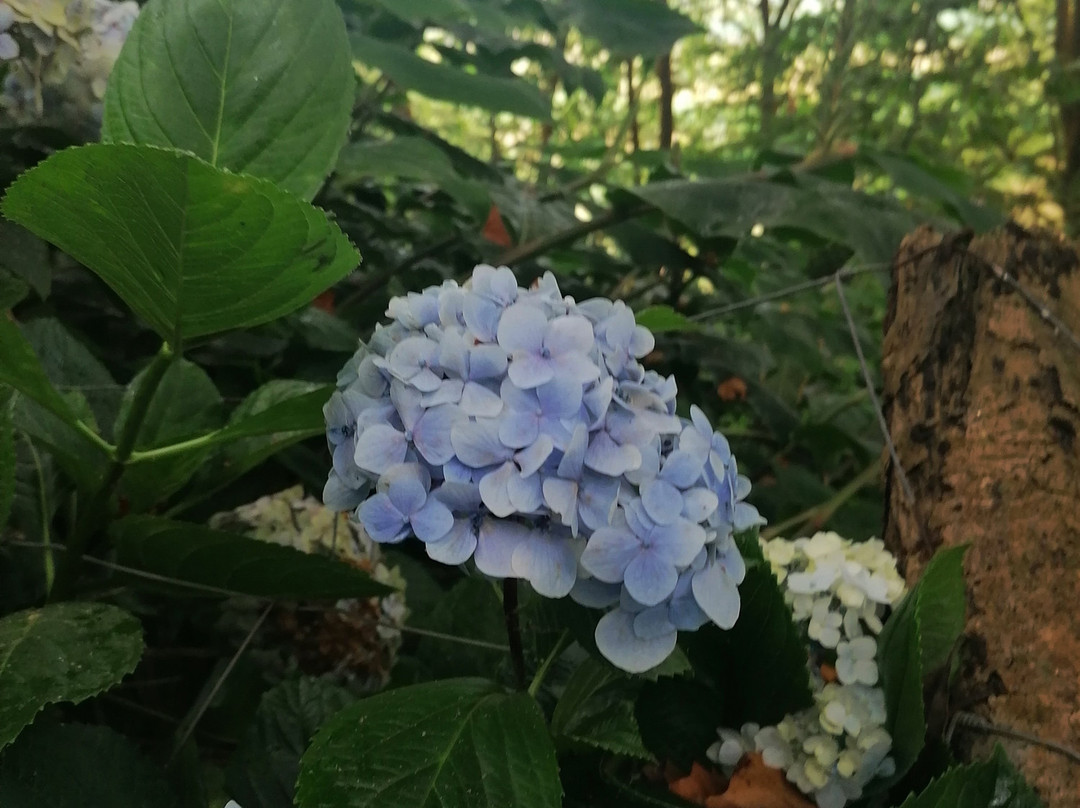 Trilho do Pico Queimado-大里贝拉必去景点