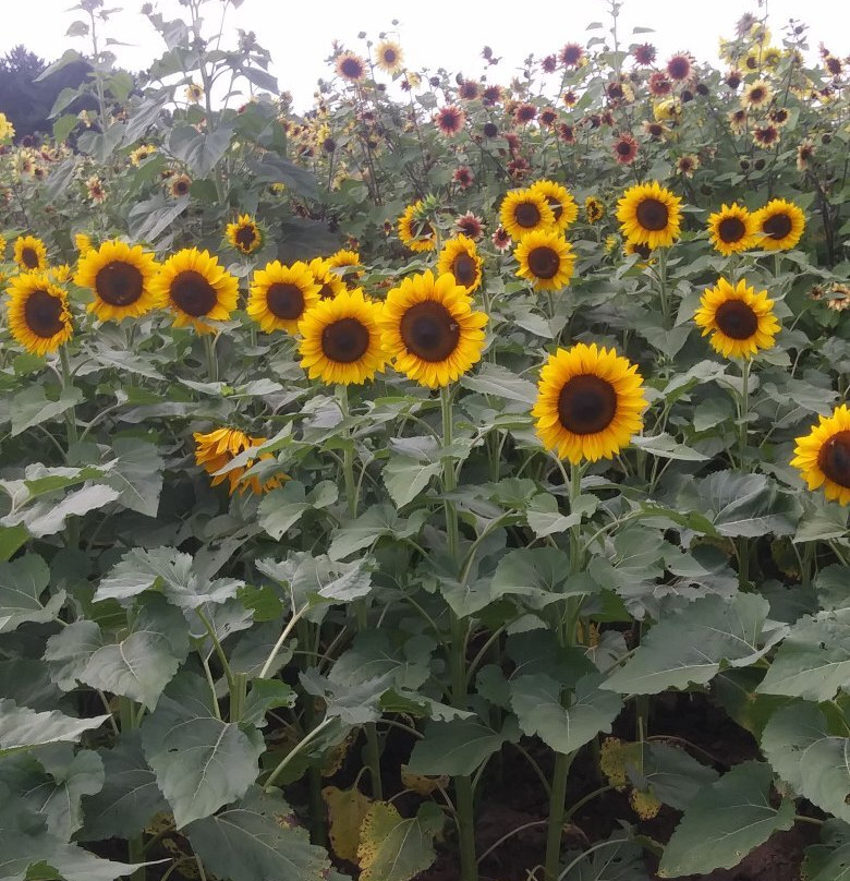 Wickham Farms-Penfield必去景点