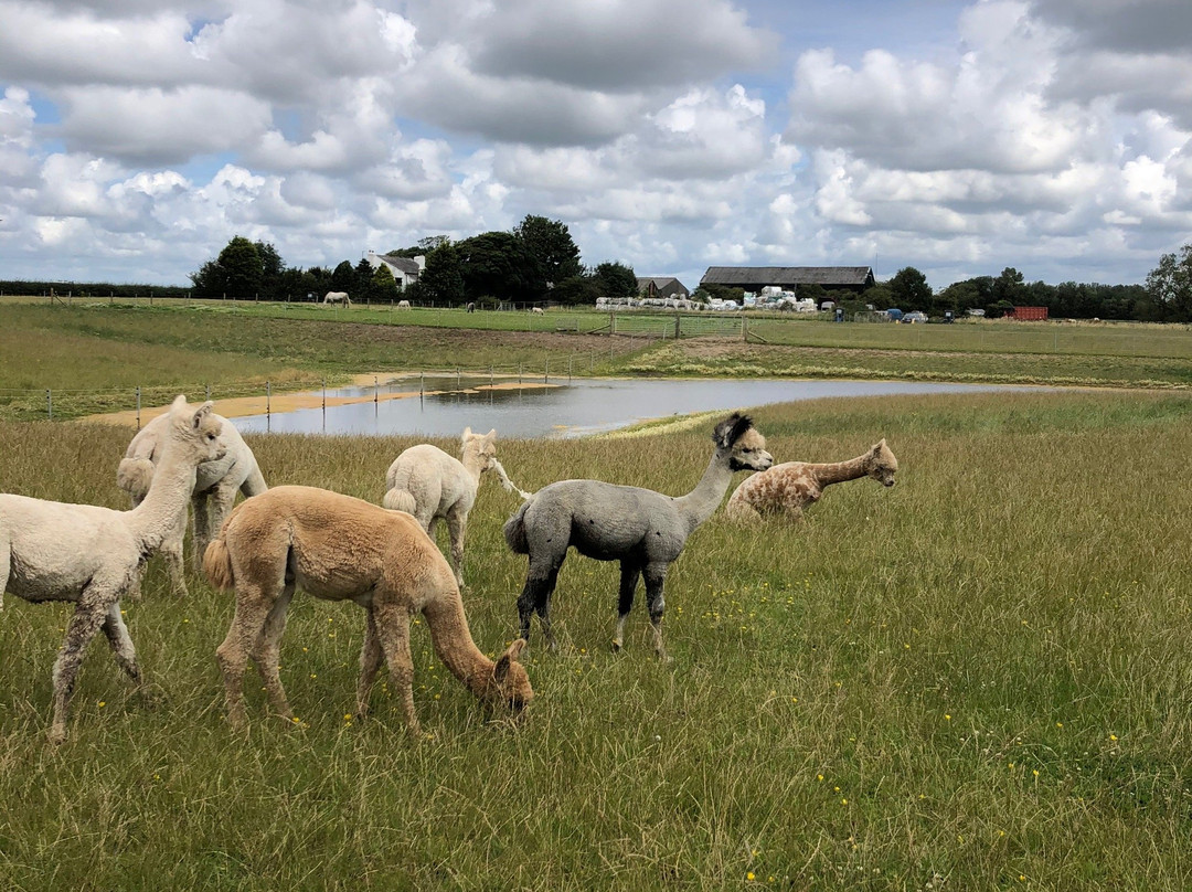 Natterjack Alpacas景点图片