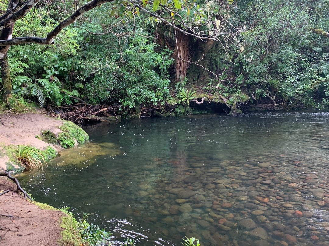 Mangawhero Forest Walk and Rimu Walk景点图片