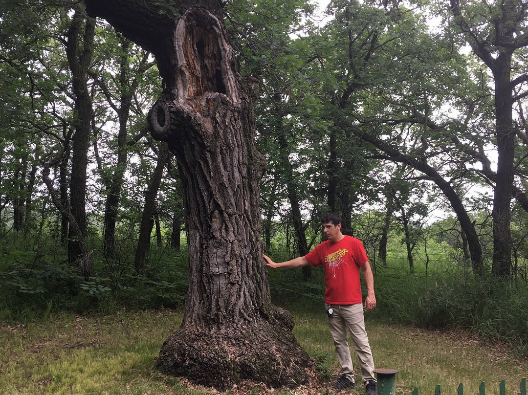 The Old Oak Tree-Souris必去景点