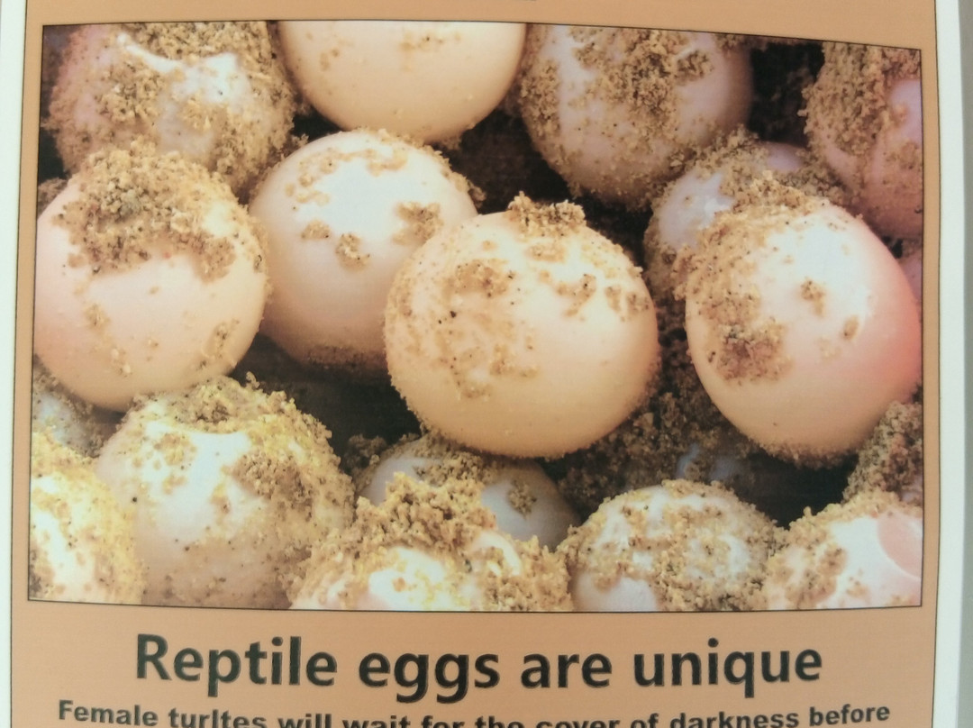 Kasa Diving - Diving Maziwe Marine Reserve-Pangani必去景点