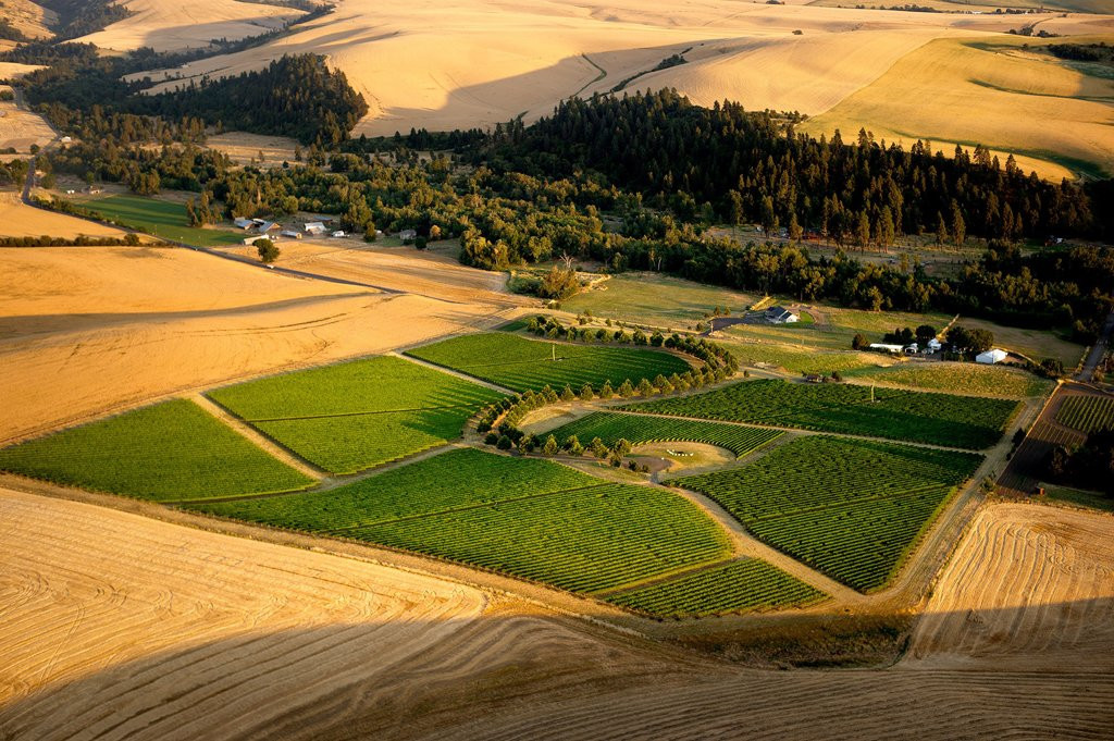 Figgins Winery景点图片