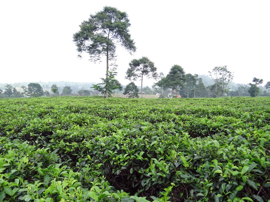Kemuning Tea Plantation景点图片