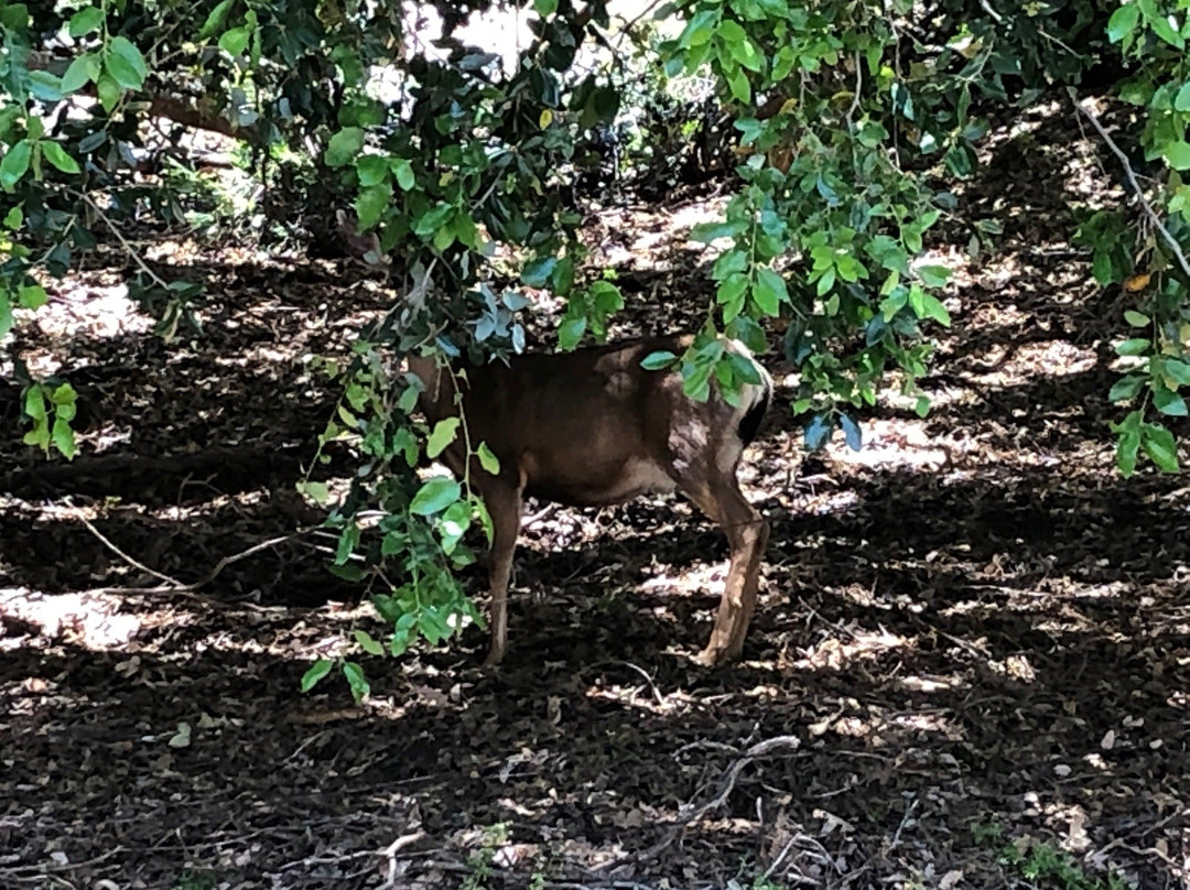Palomar Mountain State Park-Palomar Mountain必去景点