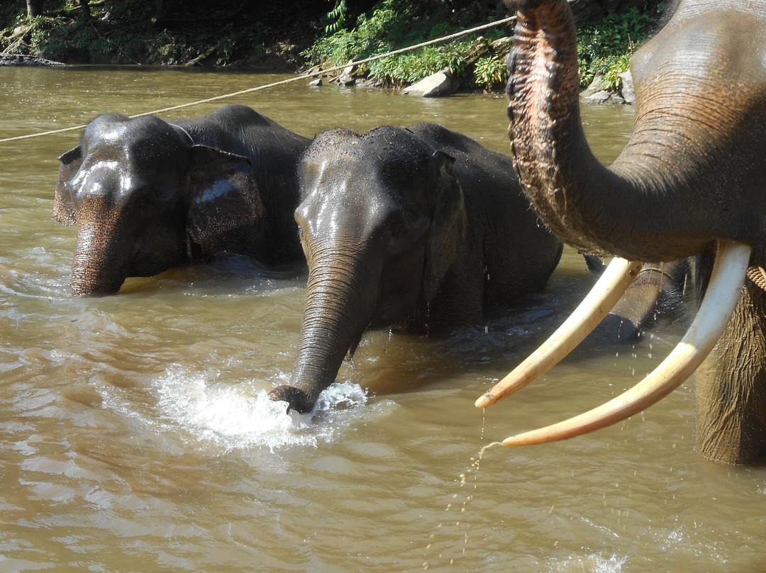 Tangkahan旅游攻略图片