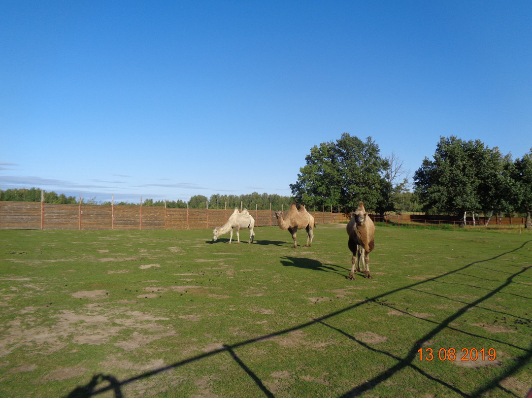 Camel Farm LAIDOYA景点图片