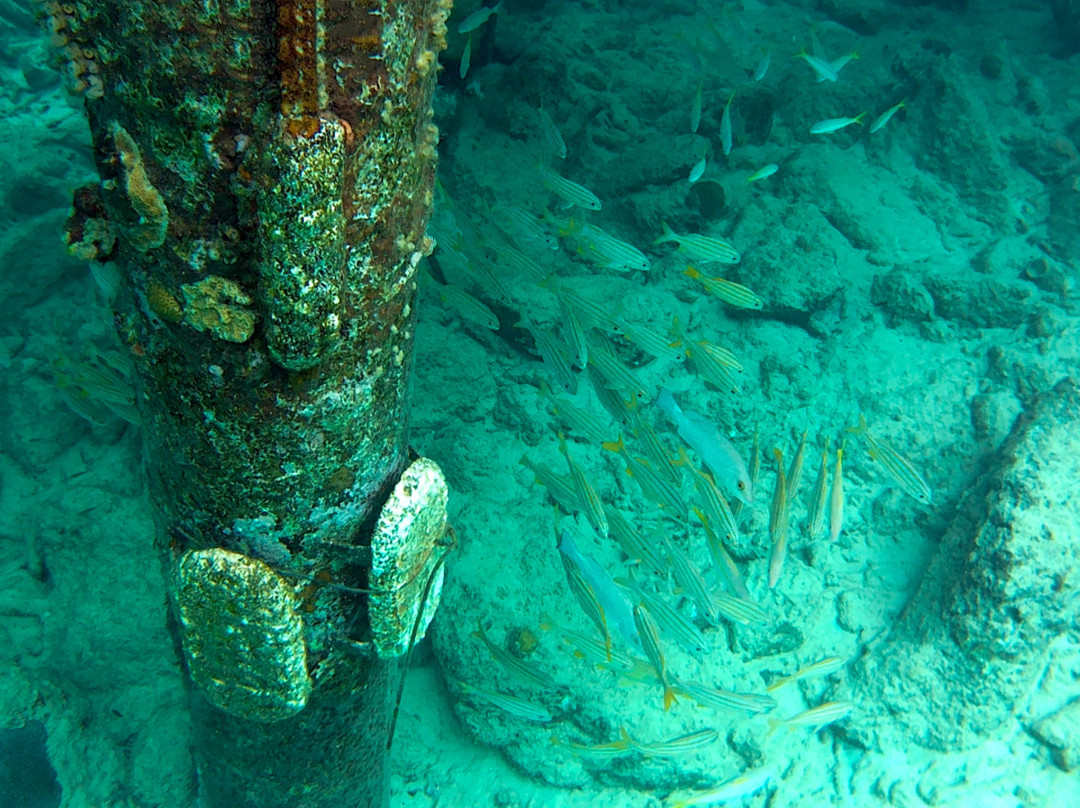 Bari Reef-Kralendijk必去景点