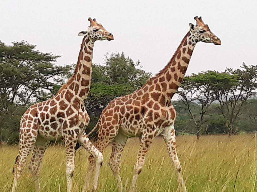 Bushman Safaris-坎帕拉必去景点