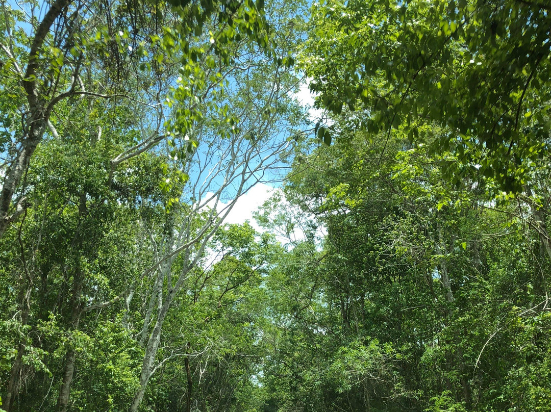 Reserva de la Biosfera de Calakmul景点图片
