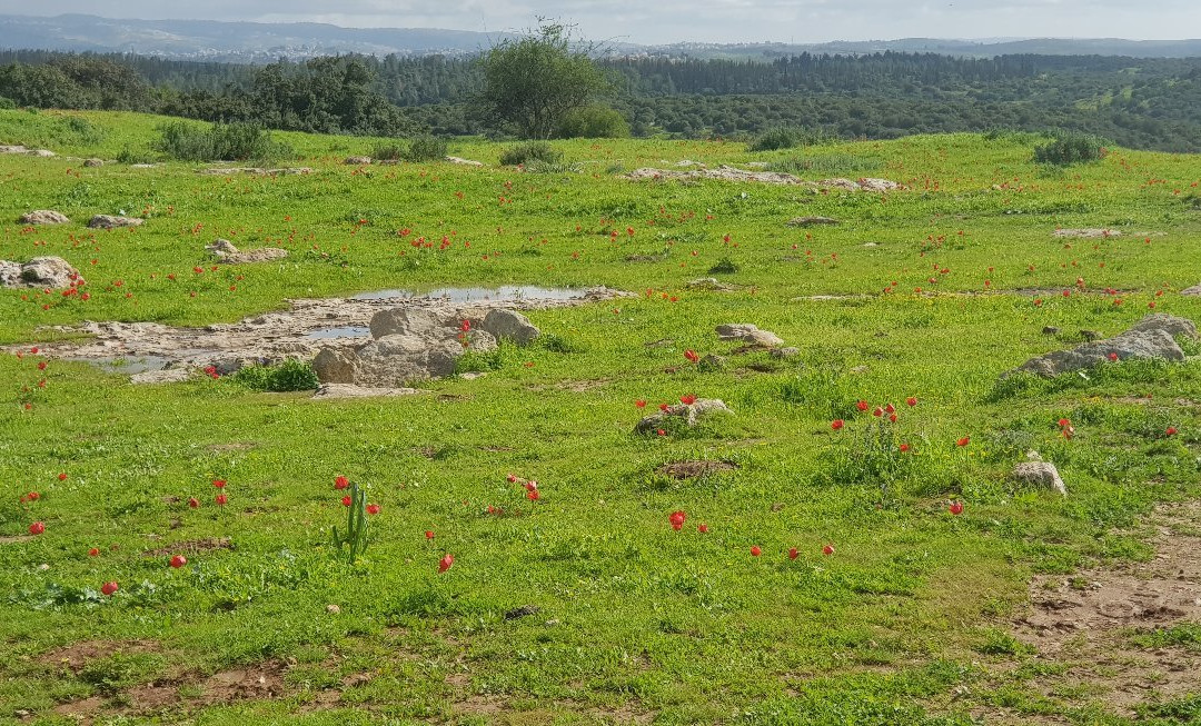 Adullam Grove Nature Reserve-Beit Shemesh必去景点