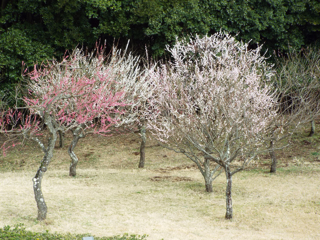 Hadano Togawa Park-秦野市必去景点