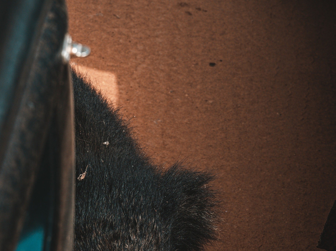 Yala Osha Safari-蒂瑟默哈拉默必去景点