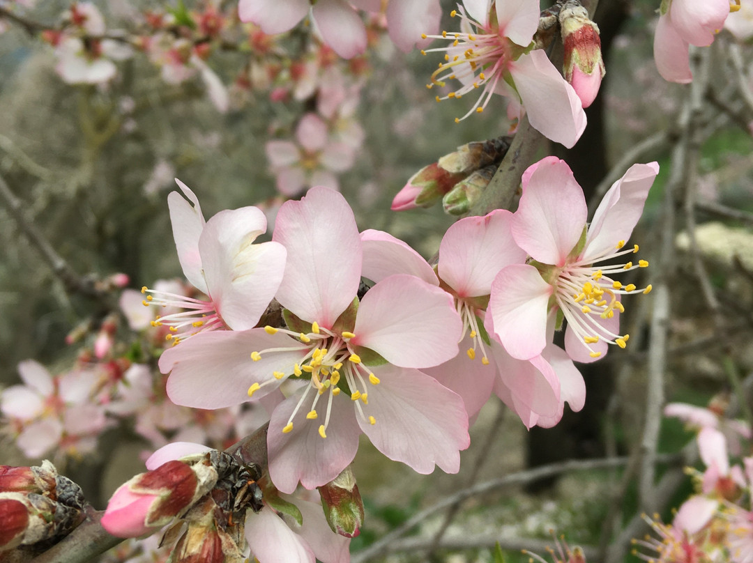 Sataf Nature Trail-耶路撒冷必去景点