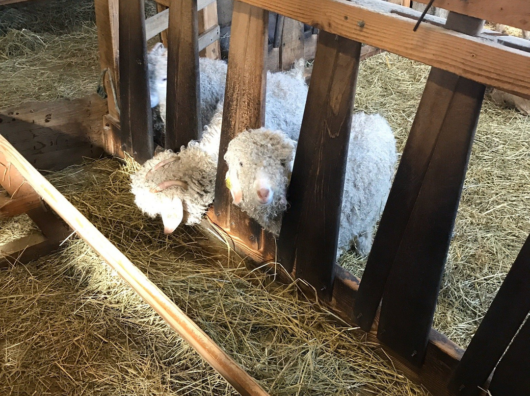 Mohair d'Aulon en Pyrenees-Aulon必去景点