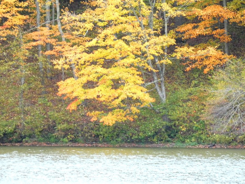 Yellowwood State Forest-纳什维尔必去景点