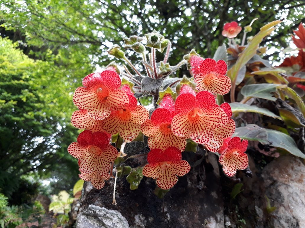 Cedros Pousada主图