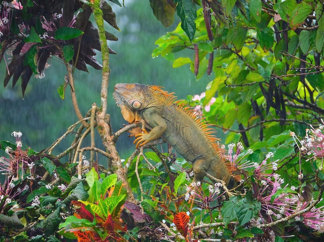 Tortuguero Adventures景点图片