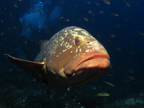Passion Scuba Diving-圣洛朗迪瓦尔必去景点