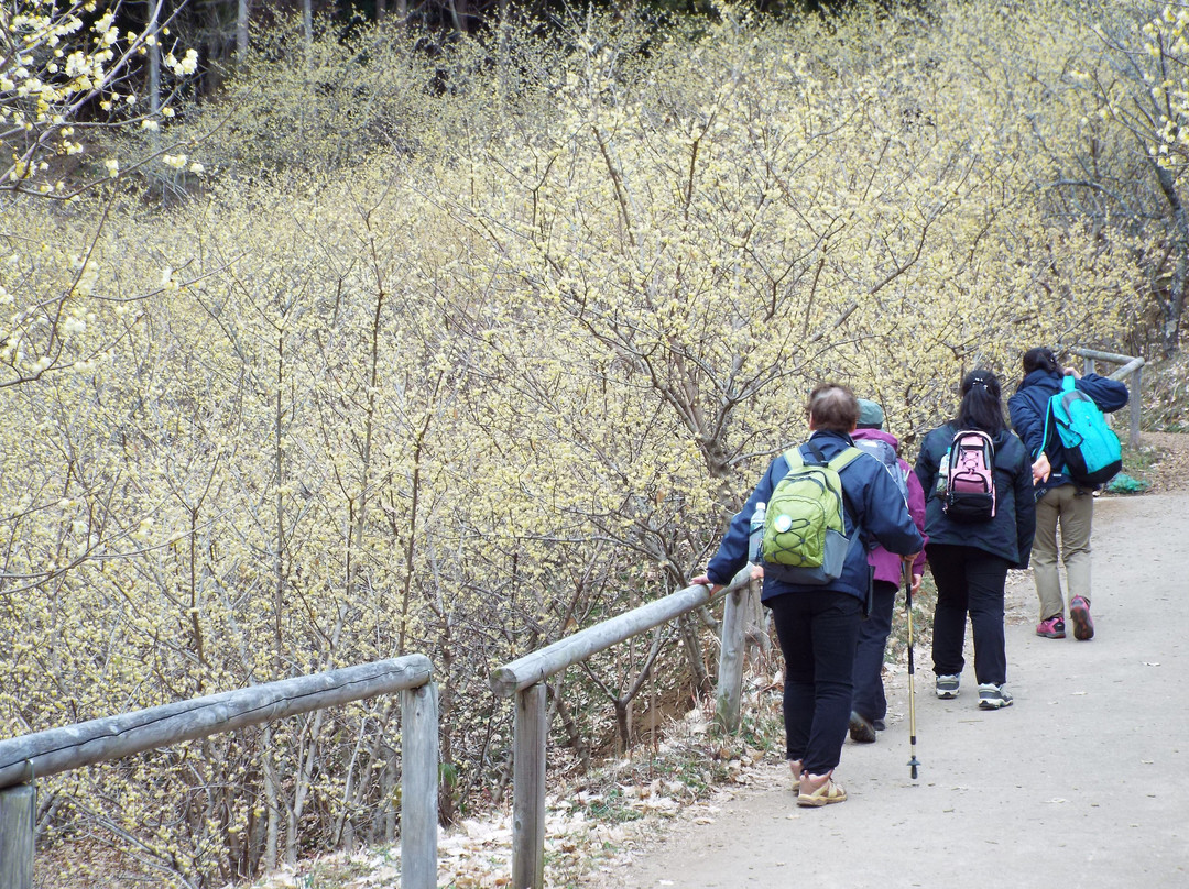 Yadoriki Robai Park景点图片