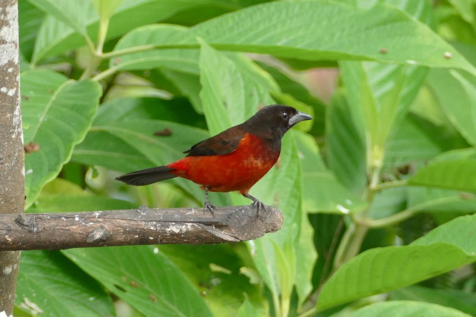 Hacienda Anacaona主图